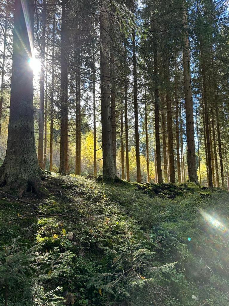 Apartmán Pod Plesivcem